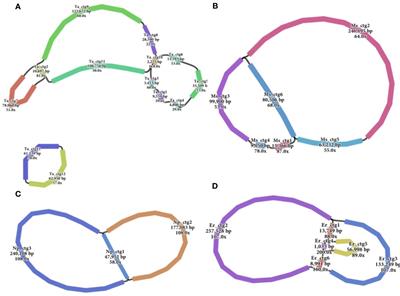 Assembly and comparative genome analysis of four mitochondrial genomes from Saccharum complex species